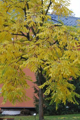 Gymnocladus dioica - nahovětvec dioica - podzimní olistění